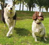 Double Strength Dog Tennis Balls