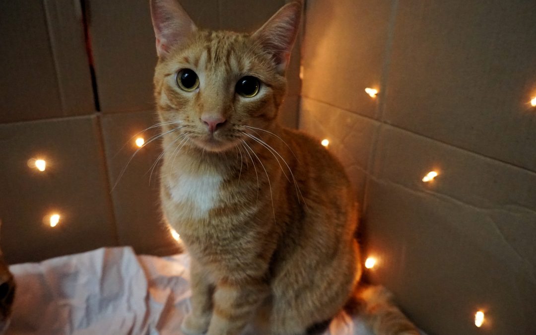 Orange Cat Unsplash Photos!
